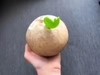 展卉烧烤椰子 商品缩略图1