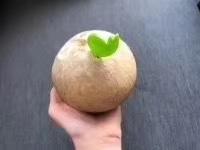 展卉烧烤椰子 商品图1