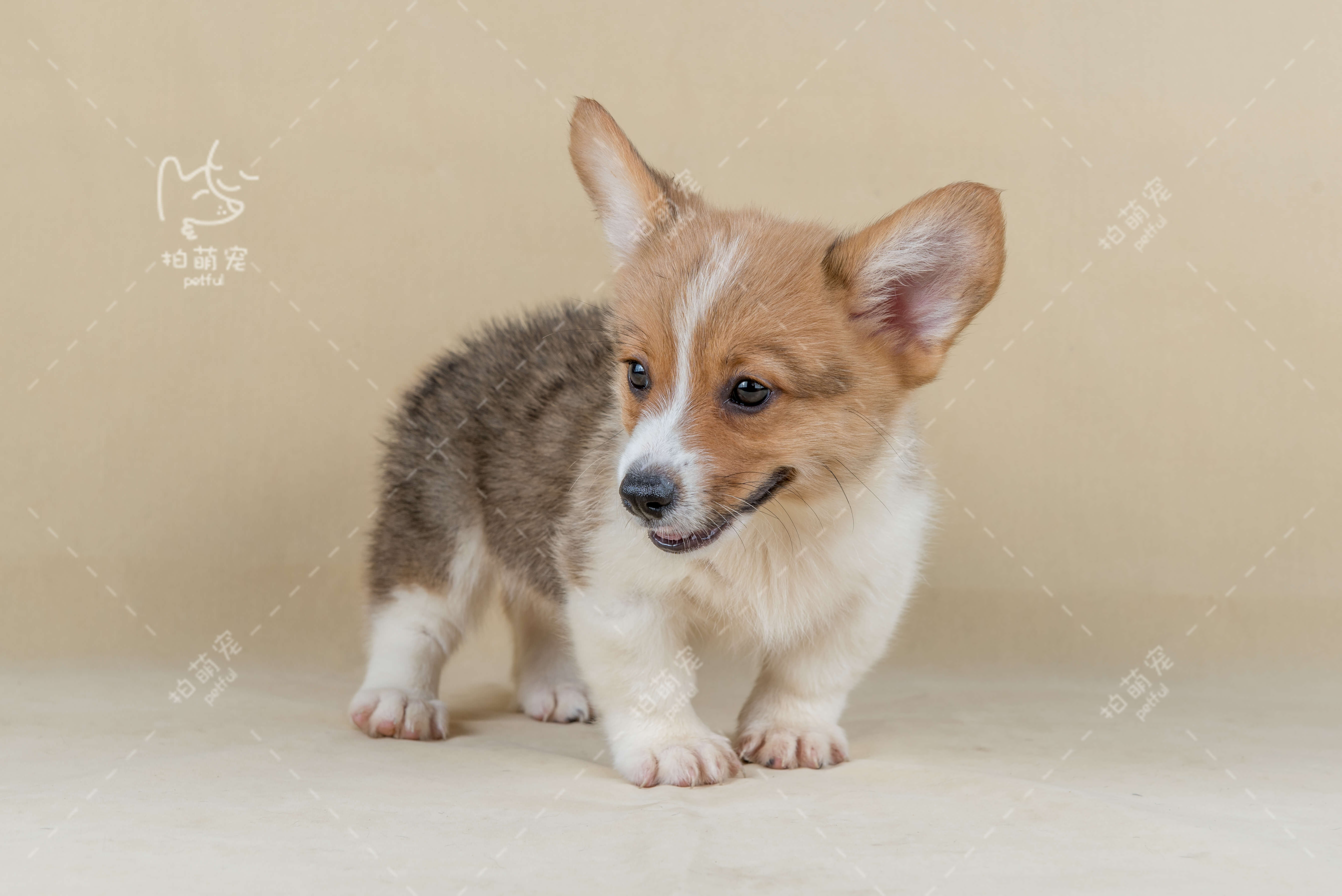 柯基犬 | 伊丽莎白女王的同款