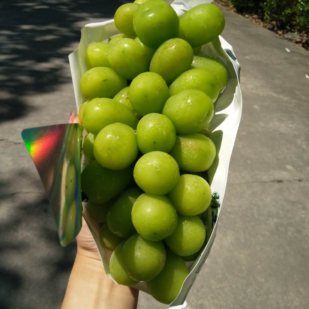 晴王打响市场的品牌,匠心极又回来了!价格又下