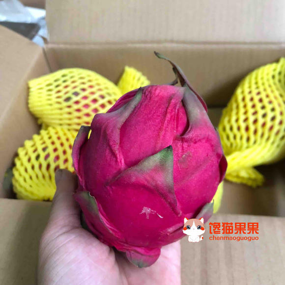 广西蜜宝火龙果 台湾软枝大红品种。8枚装,外
