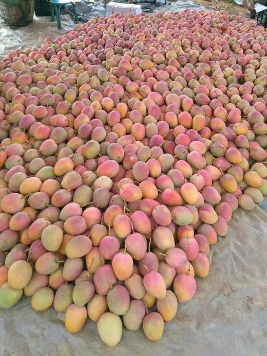 云南苹果芒 商品图2