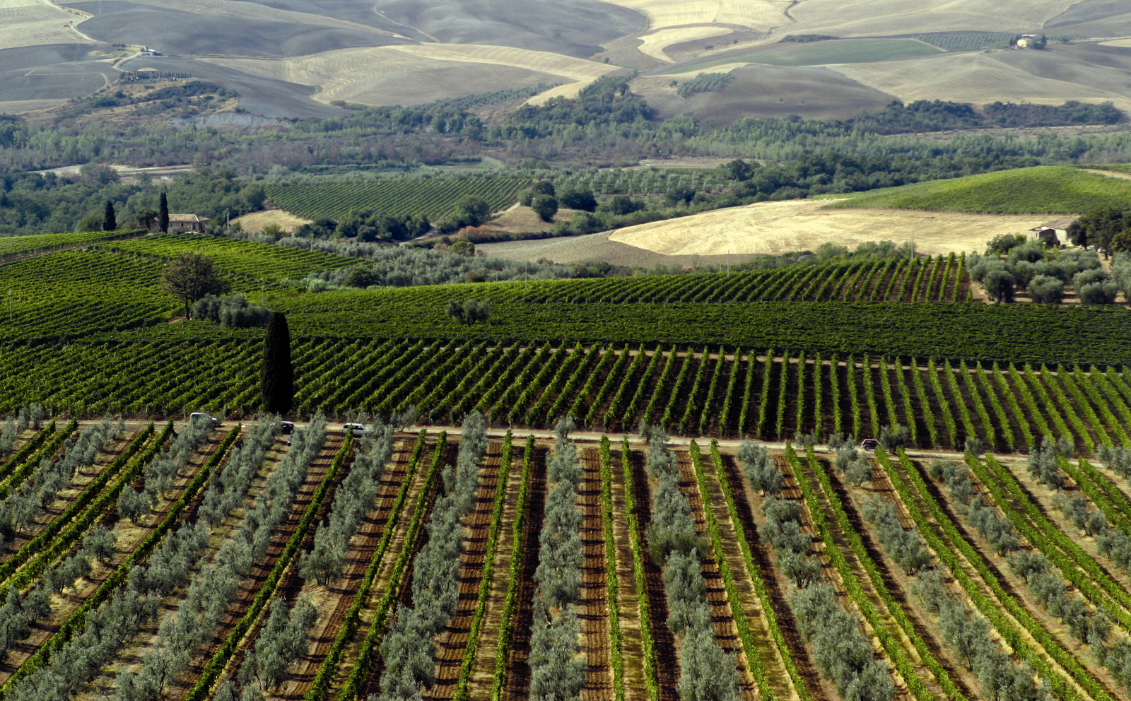 意大利托斯卡纳宝骄红葡萄酒ilpoggionerossotoscanaigttuscanyitaly