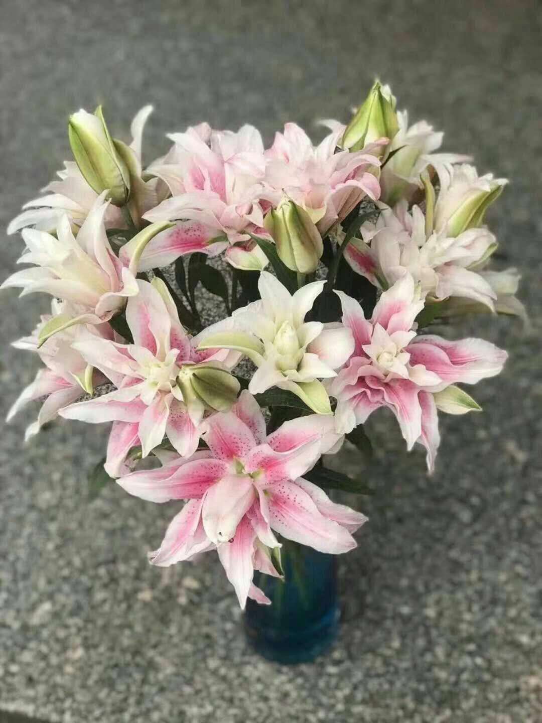 【昆明直发】5人团||59.9元\/4枝,多头重瓣百合:伊莎贝拉!团长加送神秘花材!中通\/顺丰可选,全国包邮