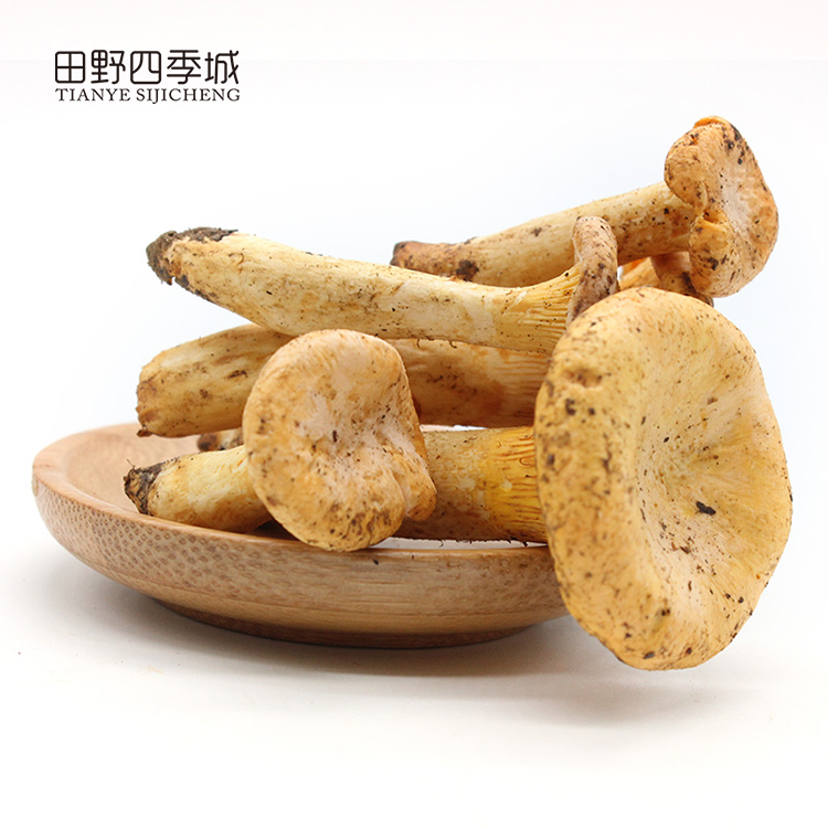 新鲜鸡油菌