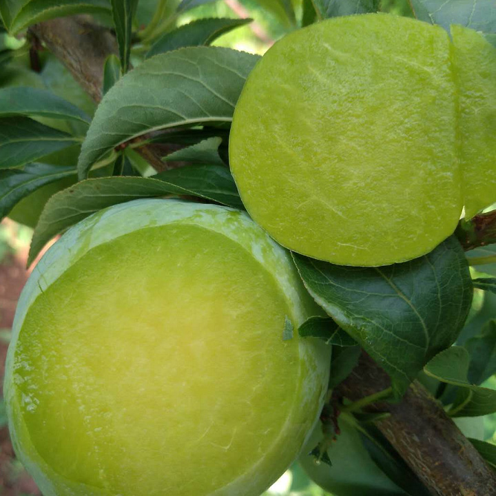 铜仁石阡优质【赖李】4斤装 贵州省内包邮【下单三天内发货】