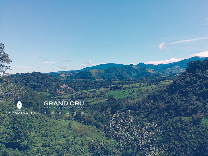 现货| 巴拿马翡翠庄园 | 绿标瑰夏日晒