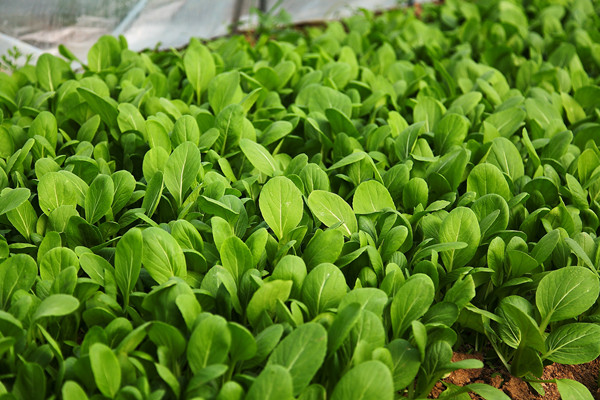 无公害 小青菜秧(新出,5元/6两)