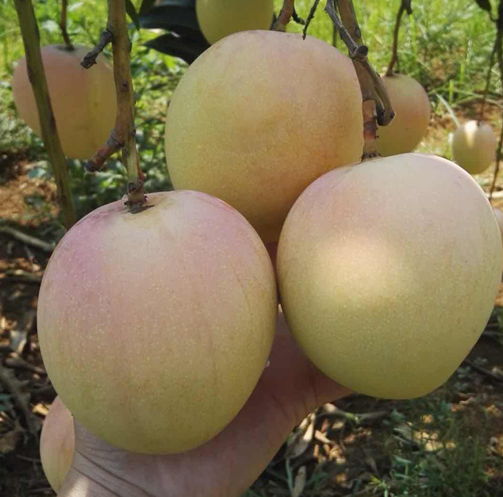 热农芒果(任太花园早已开吃)