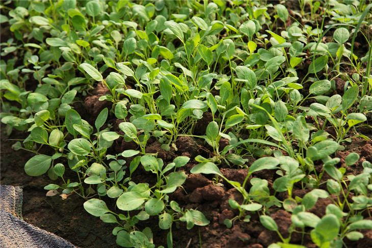 无公害 小青菜秧(新出,5元/6两)