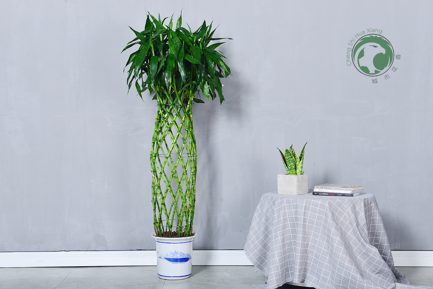 富贵竹开业送礼植物