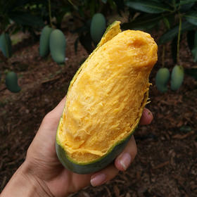 【芒果之王】广西百色桂七香芒5斤装 单果重200-250g 香甜多汁 肉滑无