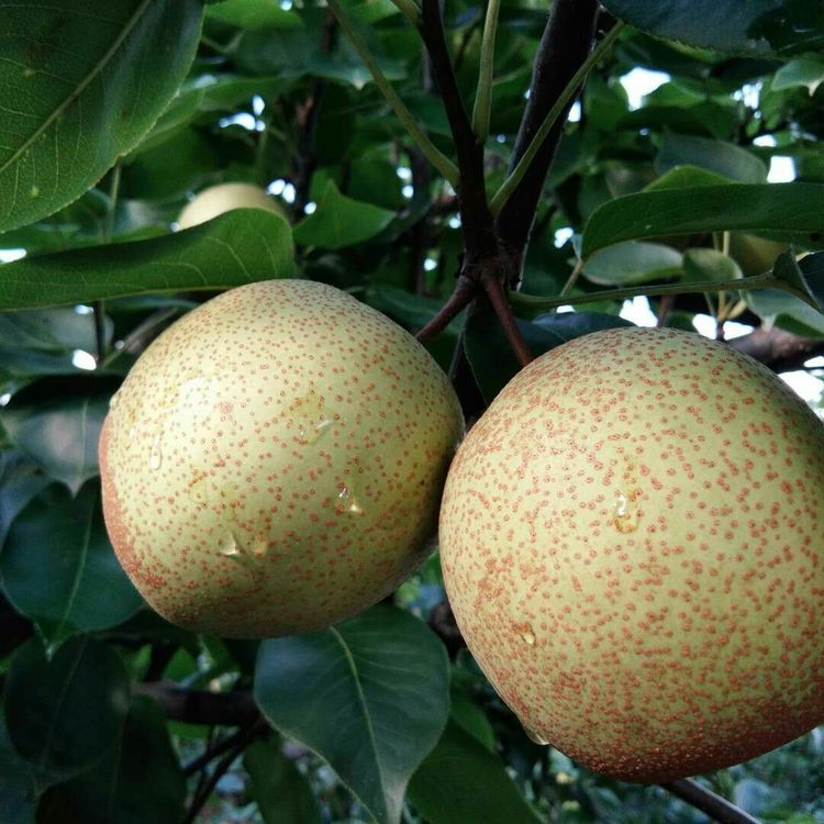 青花梨(清甜脆)| 陆柳娟(农友包邮到家)