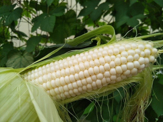 预售|齐民农场甜玉米,第二批预计7月21日发货,限北京!