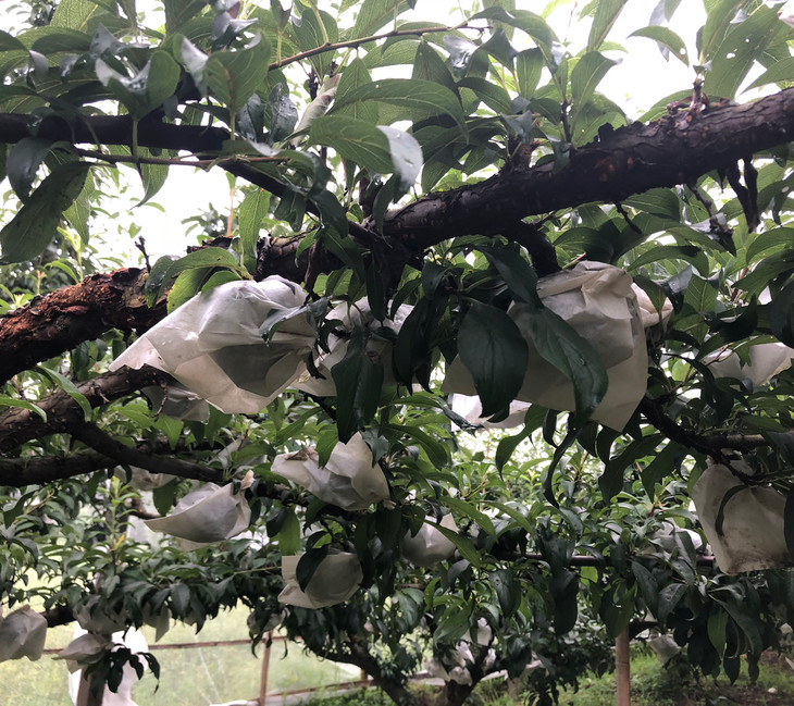 【果之澜基地直采】临安高山生态种植黑布林 清脆爽口 甜而不腻 5斤