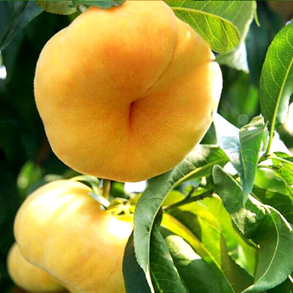 王母娘娘也没有见过的蟠桃【颗颗精选 桃中的极品 色泽鲜亮 皮薄核小