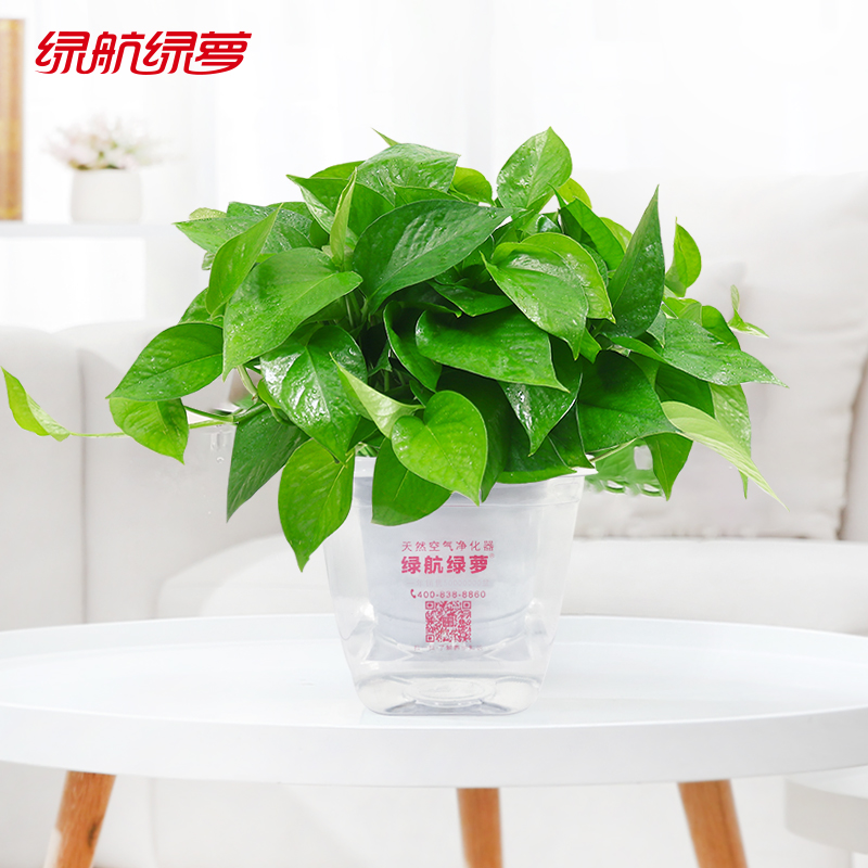 绿航绿萝室内客厅办公盆栽吸除甲醛净化空气水培绿植120#方盆普通款