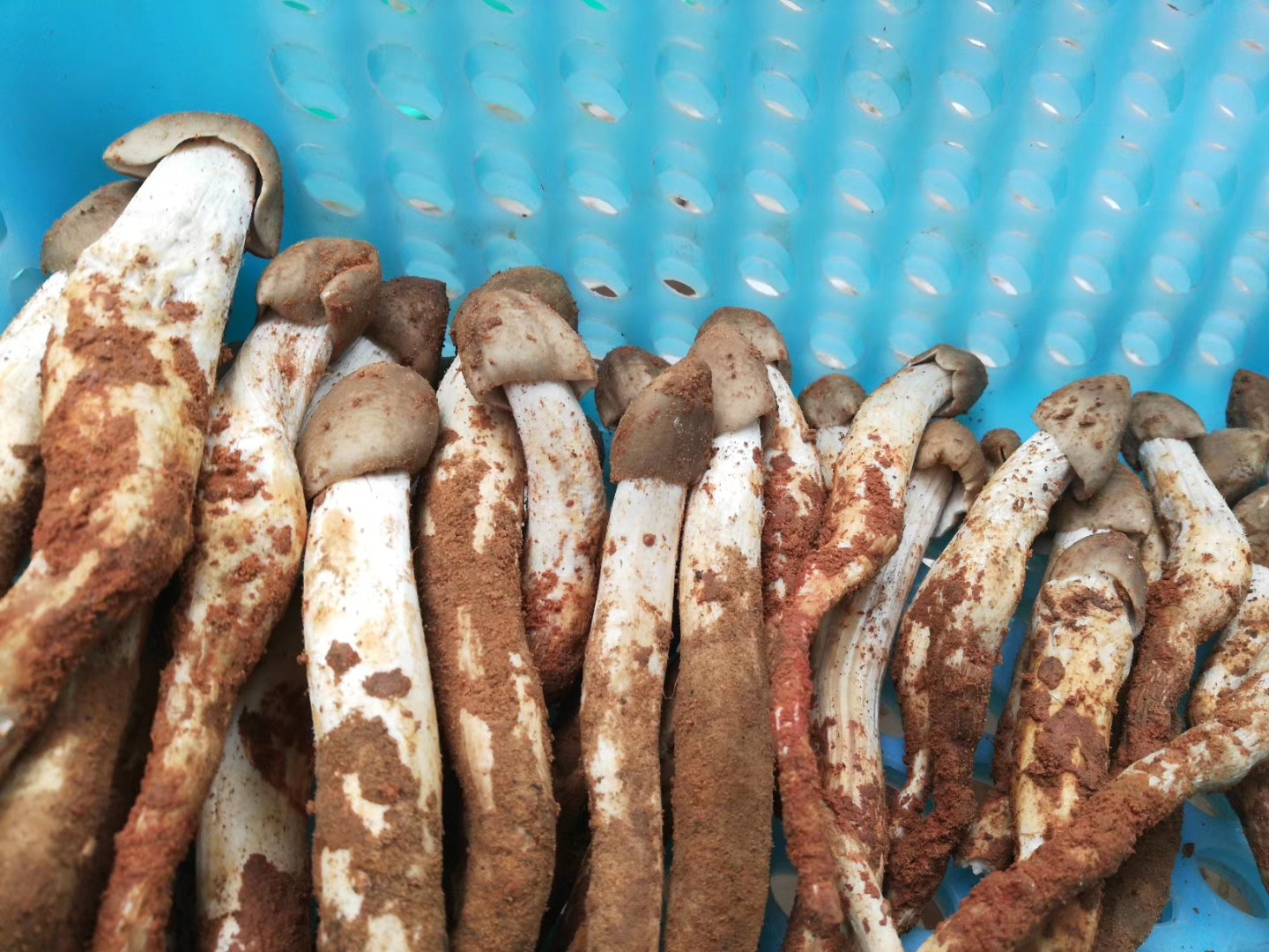 预售|野生鸡菌,从云南永仁县发出,现采现发!