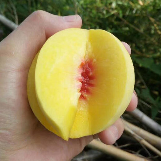 铜仁石阡【甘溪黄桃】5斤装 贵州省内包邮 偏远地区不发货