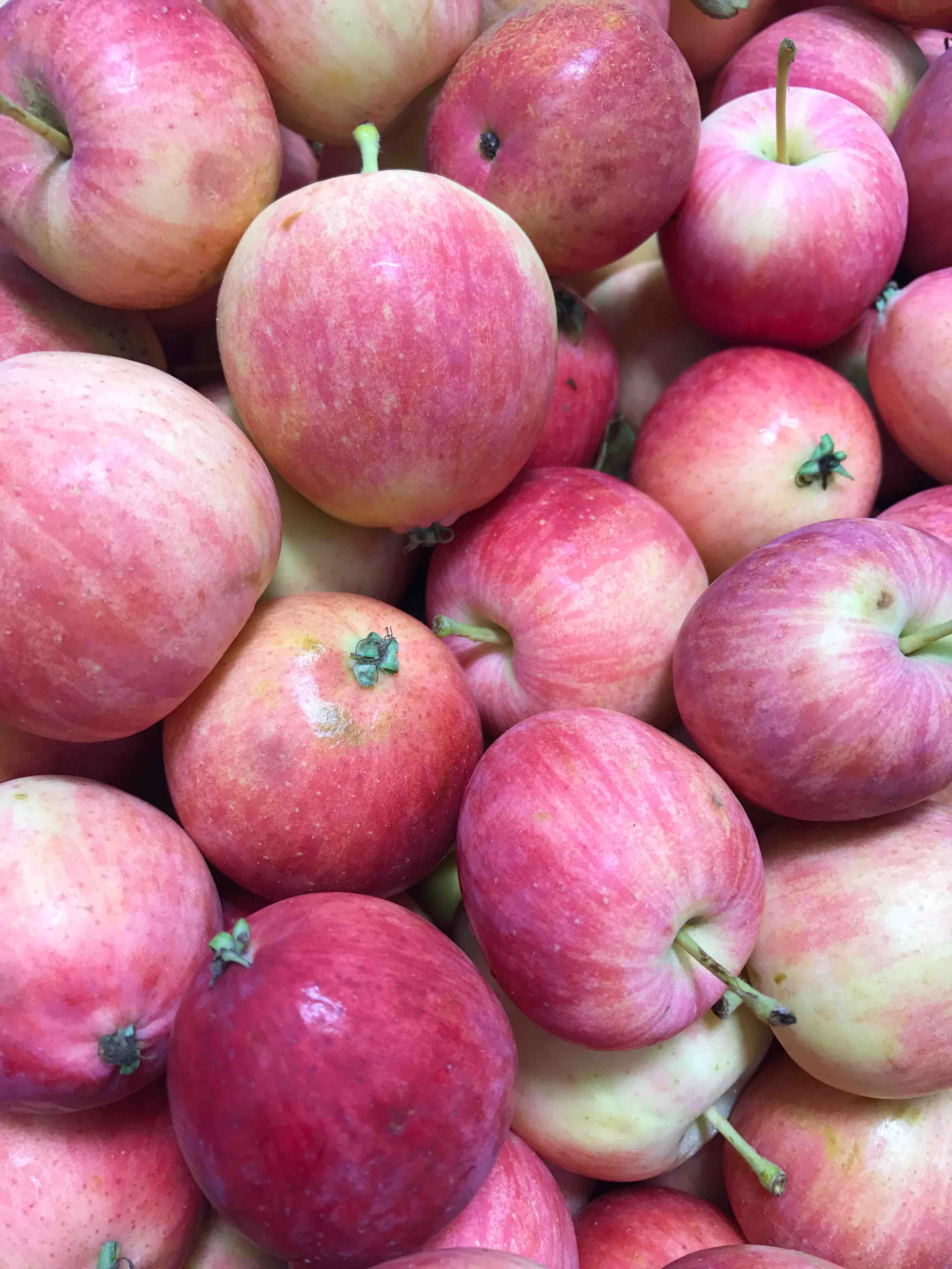 【生鲜】新鲜水果 小沙果 约500g/份