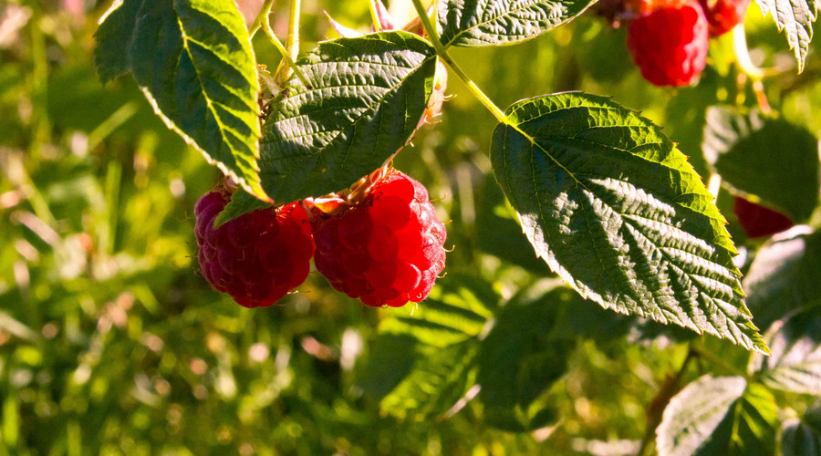 乌当区新场镇首届红树莓采摘节 1斤红树莓兑换