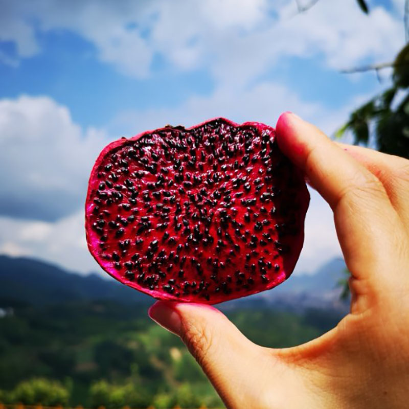 优可众直供*喝山泉长大的火龙果 紫心火龙果 果干 低温烘焙 天然无