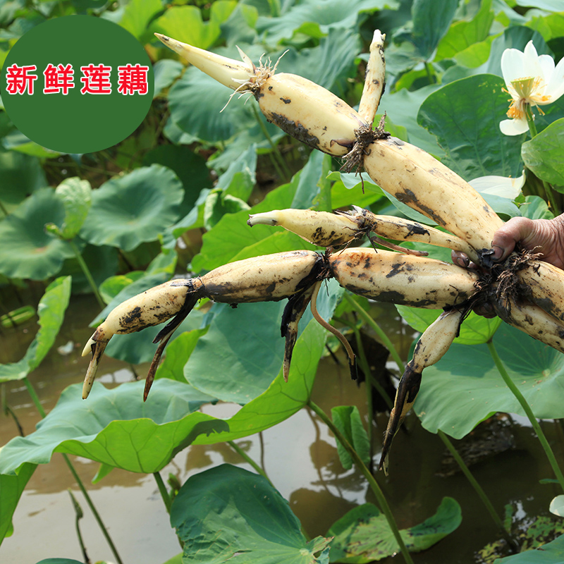 新鲜农家莲藕 现挖 5斤装