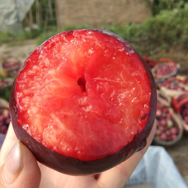 京东配送【陕西红布林 肉质鲜软 香甜可口 水分足