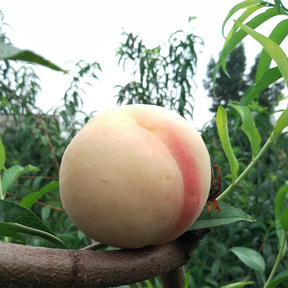 山东蒙阴奶油蜜桃新鲜现摘个大饱满果肉细腻鲜香嫩甜市面上见不到的