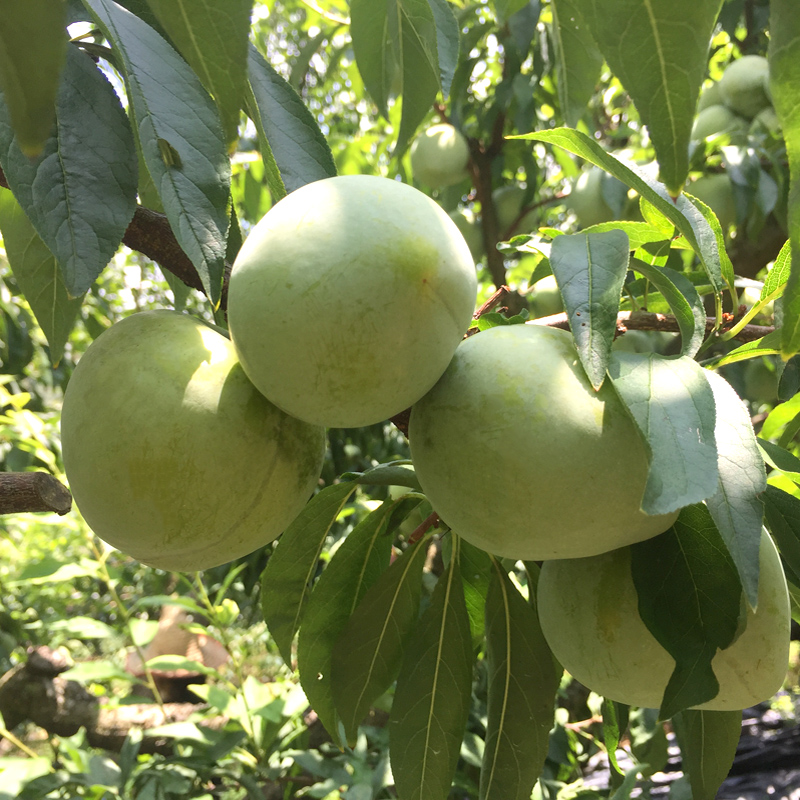 福建古田油柰李 新鲜水果空心脱骨李子包邮