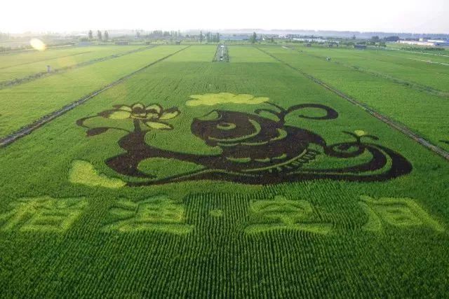 稻田大地景观图案(稻田画)