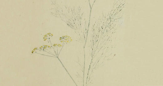 《红楼梦》几种疑难植物考释 商品图0