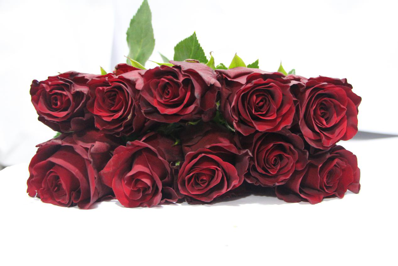 肯尼亚玫瑰探索者