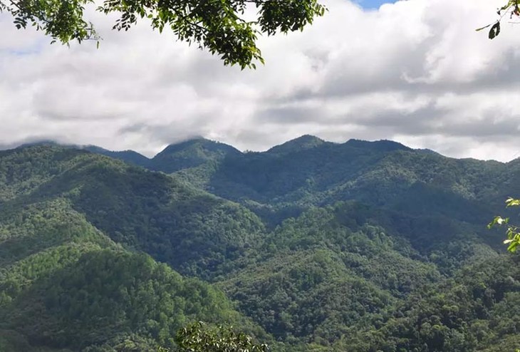 茶香记 普洱熟茶「碎银子」 云南勐海布朗山大树茶 顺滑甘甜