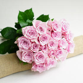 新品| 粉红芭蕾 粉色玫瑰 | 云秀农场