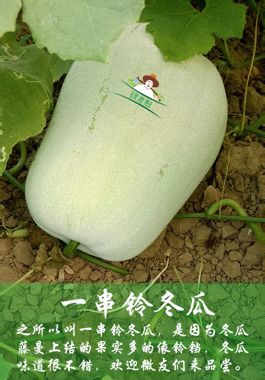 一串铃冬瓜1.8元/斤,冬瓜香气较香浓,脆糯香粉,颠覆你对冬瓜的记忆