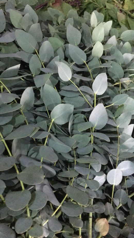 b级 椭圆叶尤加利(银水滴)