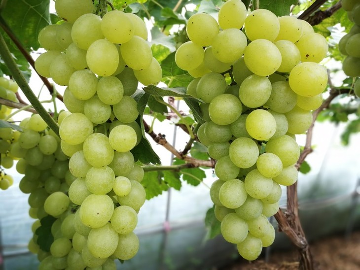 生态葡萄 | 预计8月8日起陆续发货,从河南平顶山果园所在地发出,中通