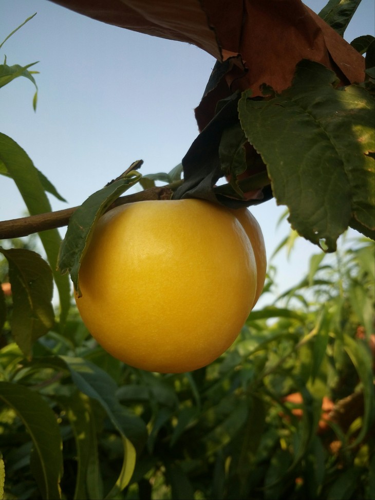 【黄金蜜油桃】 4斤装 11-12个 单果3两以上 8.9发货