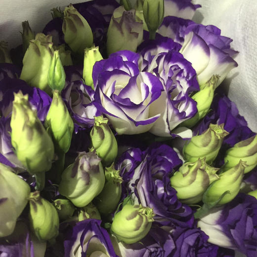 yzh洋桔梗紫边08kg左右a级