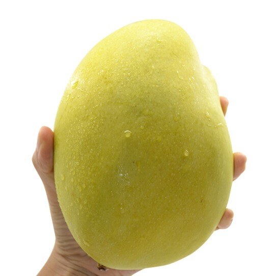 陌本鲜果 产地直发四川攀枝花凯特芒现摘现发一级果果园直供一件代发