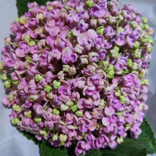 lmx-绣球爱莎 粉色