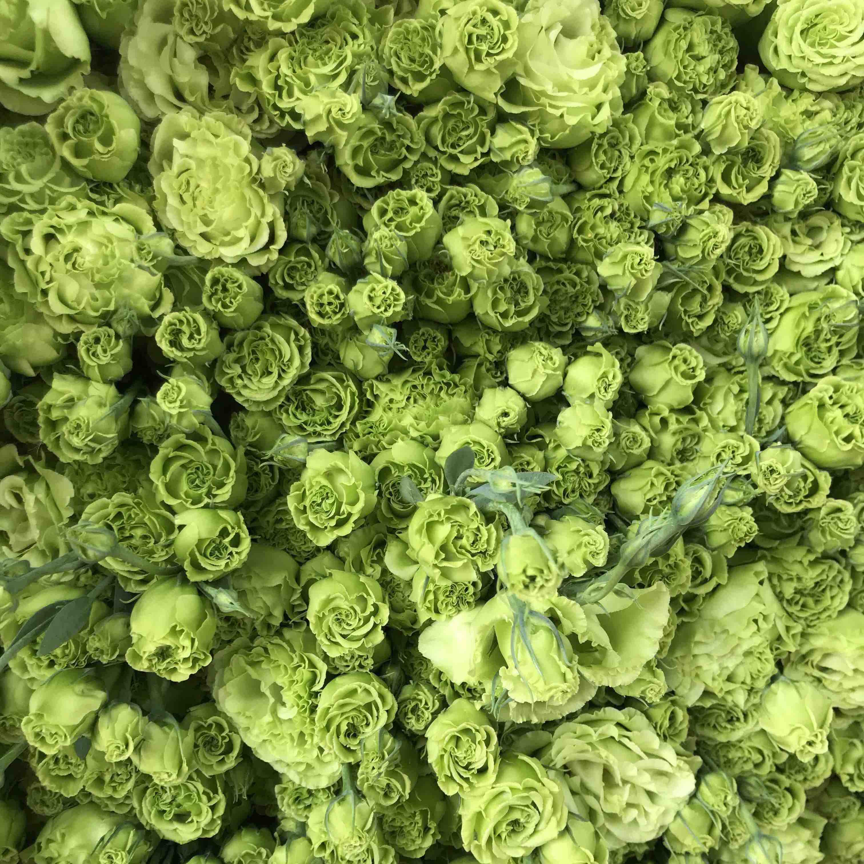 slyy洋桔梗08kg翠绿色5