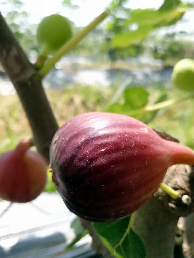 黄皮无花果 布兰瑞克 很甜的 1盒8-10 枚 大小随机配 六安 果无缺