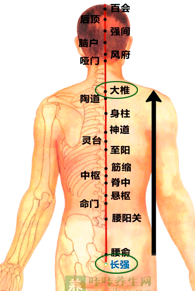 还有膀胱经有五脏六腑的俞穴,通过按摩刺激达到调节脏腑功能