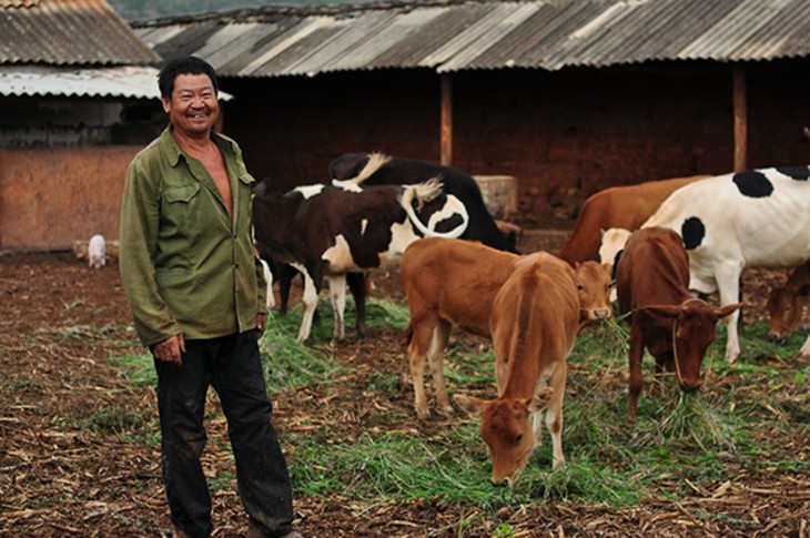 雪梅的爸爸负责养牛