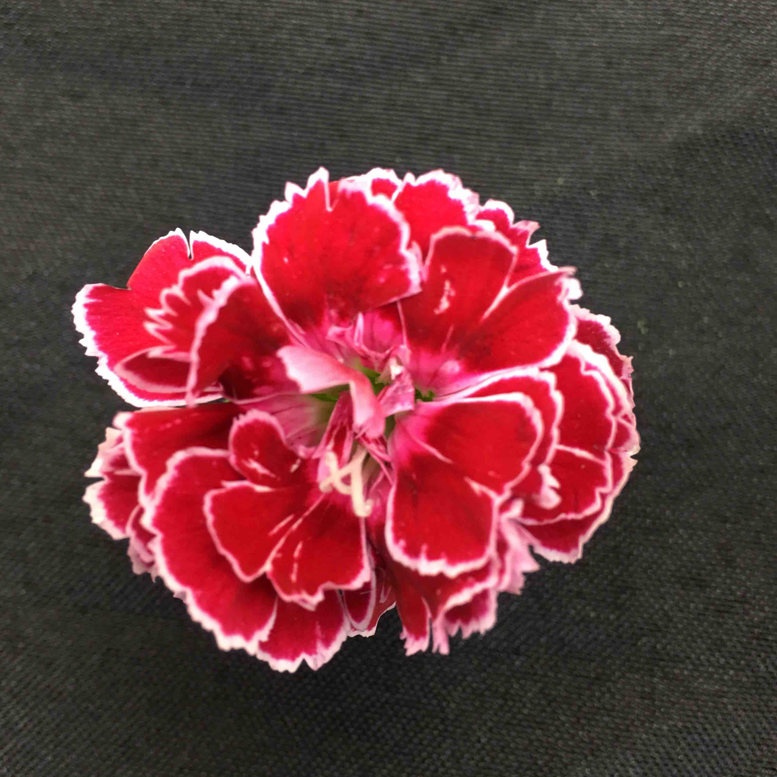 多头康乃馨/多丁 红蝴蝶