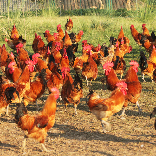 公鸡 散养八个月以上 肉质紧实 有嚼劲儿 2.5-3.5斤/只