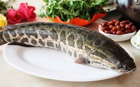 黑鱼约1000克(鲜活)