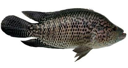 花石斑鱼约600克(鲜活)